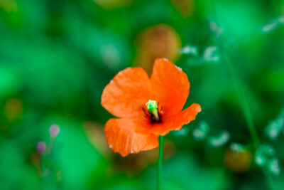 Slider Bild