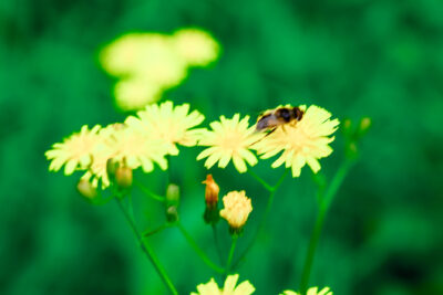 Slider Bild