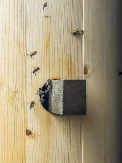 Slider Bild