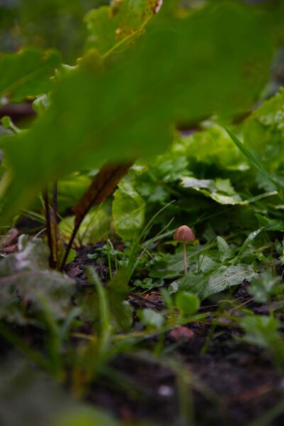Slider Bild