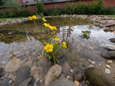 Slider Bild